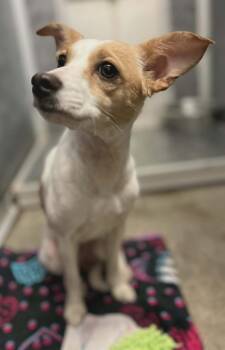 Bambi -  Terrier Dog for Adoption in Larned, Kansas - Bambi | PetCurious