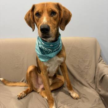 Tiger -  Mixed Breed Dog for Adoption in Canal Winchester, Ohio - Tiger | PetCurious