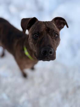Mixed Breed Dogs Available for Adoption in Pembroke, Massachusetts - HALLSEY  | PetCurious