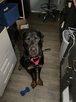 Mixed Breed Dogs Available for Adoption - Bear | PetCurious