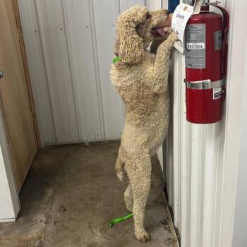 Tilly -  Standard Poodle Dog for Adoption in Corbin, Kentucky - Tilly | PetCurious