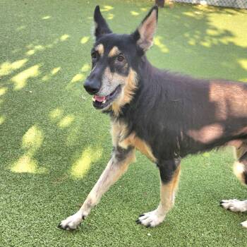 Stevie -  German Shepherd Dog and Mixed Breed Dog for Adoption in Austin, Texas - Stevie | PetCurious