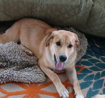 Madison -  Golden Retriever Dog for Adoption in Fayetteville, Arkansas - Madison | PetCurious