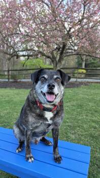 Ollie (Noah) Alabama -  Terrier and Beagle Dog for Adoption in Rockaway, New Jersey - Ollie (Noah) Alabama | PetCurious