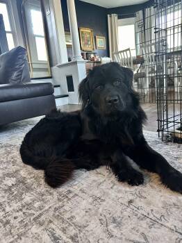 Rescue Newfoundland Dog Dogs for Adoption in Hindsboro, Illinois - Otter | PetCurious