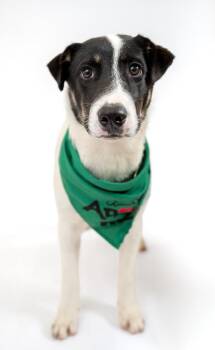 Foomin -  Australian Cattle Dog Blue Heeler and Labrador Retriever Dog for Adoption in Fort Lupton, Colorado - Foomin | PetCurious