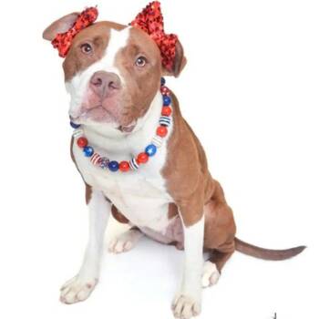 American Staffordshire Terrier and Pit Bull Terrier Dogs Available for Adoption in Baltimore, Maryland - Joy | PetCurious