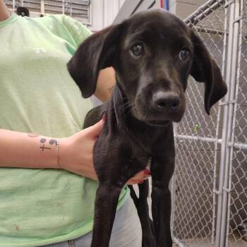 Fawn -  Labrador Retriever and Boxer Dog for Adoption - Fawn | PetCurious