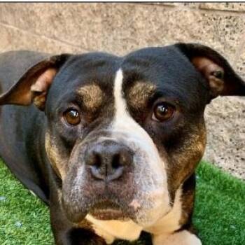 SAVE ME PLEASE MARIANNE - IDA553759 -  American Bully Dog for Adoption in San Marcos, California - SAVE ME PLEASE MARIANNE - IDA553759 | PetCurious
