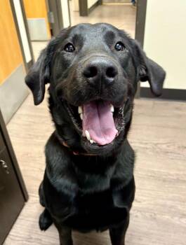 Emmett -  Labrador Retriever Dog Available for Adoption in Gillette, Wyoming - Emmett | PetCurious