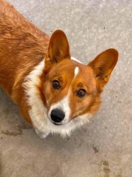 Shittake -  Corgi Dog for Adoption in Bolivar, Missouri - Shittake | PetCurious