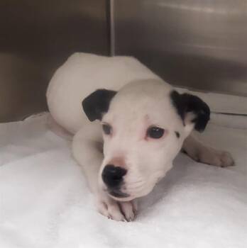 Pointer and Mixed Breed Dogs Available for Adoption - SNOOPY | PetCurious