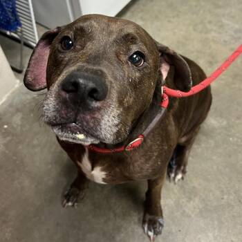 Siren -  Pit Bull Terrier Dog for Adoption in Manhattan, Kansas - Siren | PetCurious
