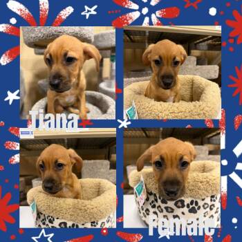 Tiana -  Cattle Dog Dog for Adoption in Eugene, Oregon - Tiana | PetCurious
