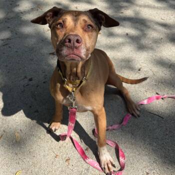 Lucy -  Mixed Breed Dog for Adoption in Edwardsville, Illinois - Lucy | PetCurious