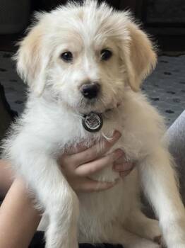 Poodle and Great Pyrenees Dogs Available for Adoption - Kelp | PetCurious