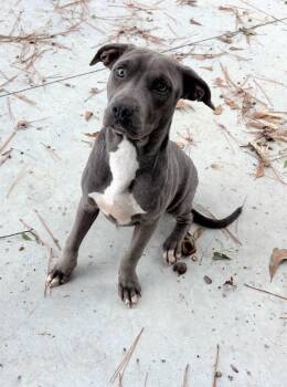 Rescue Pit Bull Terrier Dogs for Adoption in Laurinburg, North Carolina - Sweetie (25-D0487) | PetCurious