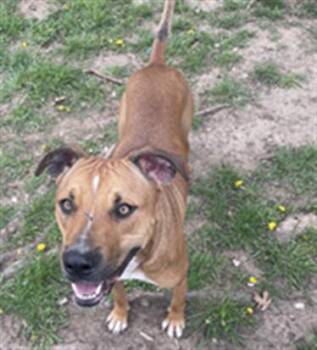 Pit Bull Terrier and Mixed Breed Dogs Available for Adoption - BANDIT | PetCurious