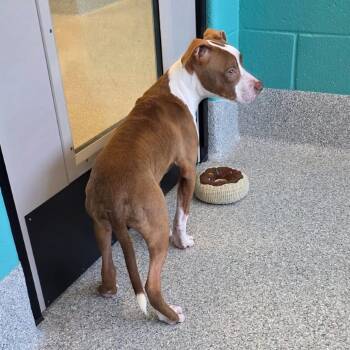 Beasley -  Pit Bull Terrier Dog for Adoption in Greenville, South Carolina - Beasley | PetCurious