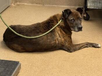 Rescue Mixed Breed Dogs for Adoption in Chamblee, Georgia - Sombrero | PetCurious