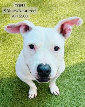 Tofu -  Pit Bull Terrier Dog for Adoption - Tofu | PetCurious