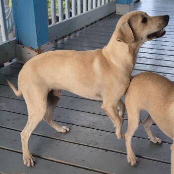 Manny -  Chihuahua and Black Labrador Retriever Dog for Adoption in Beeville, Texas - Manny | PetCurious