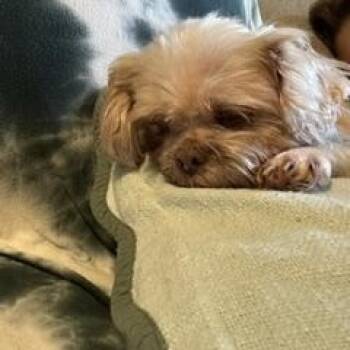Shih Tzu Dogs Available for Adoption in North Little Rock, Arkansas - Elsie | PetCurious