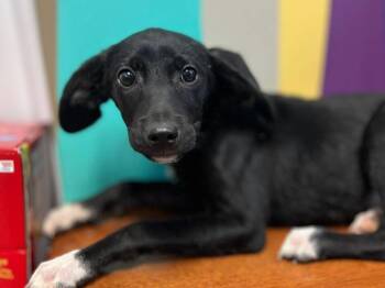 Tod -  Mixed Breed Dog for Adoption in Calhoun, Kentucky - Tod | PetCurious