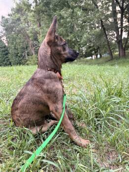 Louise (26-164 D) -  Mixed Breed Dog for Adoption in Lansing, Michigan - Louise (26-164 D) | PetCurious