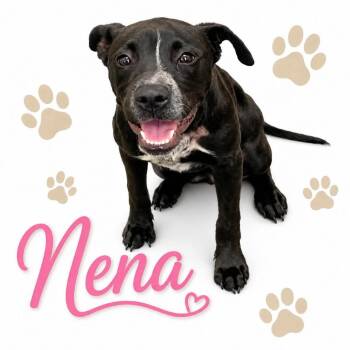 Mixed Breed Dogs Available for Adoption in Memphis, Tennessee - Nena | PetCurious