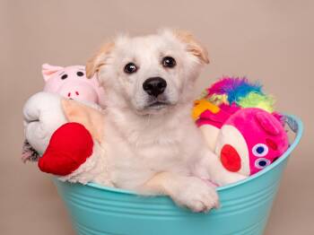 Australian Shepherd and Corgi Dogs Available for Adoption in Palo Alto, California - Toy Box: Glo Worm | PetCurious