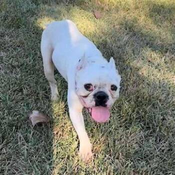 Rescue French Bulldog Dogs for Adoption in Madison Heights, Michigan - Henry | PetCurious