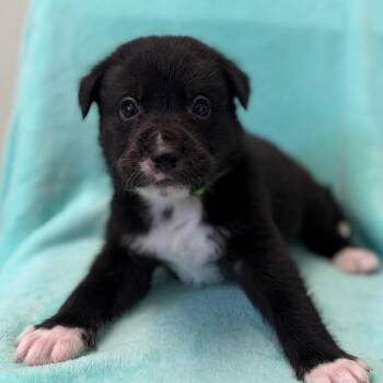 Black Labrador Retriever and Mixed Breed Dogs Available for Adoption in St. Peters, Missouri - Meeko | PetCurious