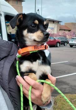 Chihuahua and Mixed Breed Dogs Available for Adoption in Oregon City, Oregon - Chip | PetCurious