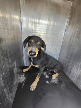 COCO -  Beagle Dog for Adoption in San Antonio, Texas - COCO | PetCurious
