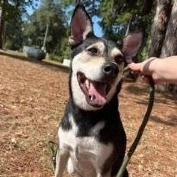 Rescue Australian Kelpie and Rat Terrier Dogs for Adoption in Willis, Texas - Benji | PetCurious