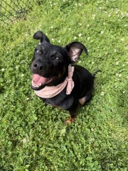 Terrier and Hound Dogs Available for Adoption in Springfield, Missouri - Smarshmellow | PetCurious