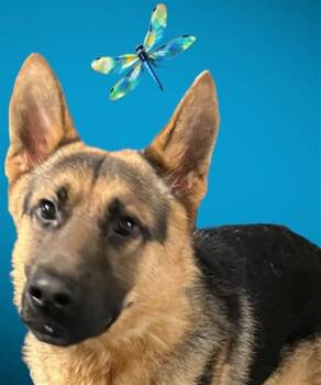 Rescue German Shepherd Dog Dogs for Adoption in Bloomington, Illinois - NATE | PetCurious
