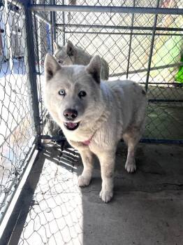 Rescue Siberian Husky Dogs for Adoption in San Gabriel, California - Mitski | PetCurious