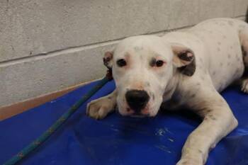 Rescue Mixed Breed Dogs for Adoption in Columbia, South Carolina - DRAKE | PetCurious