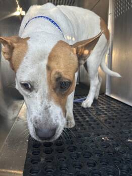 Luna -  Pit Bull Terrier Dog for Adoption in Austin, Texas - Luna | PetCurious