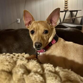 Maggie -  Chihuahua Dog for Adoption in Brooklyn Center, Minnesota - Maggie | PetCurious
