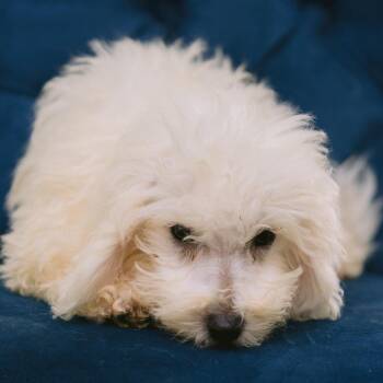 Angels and Eagles -  Bichon Frise Dog for Adoption in Zionsville, Indiana - Angels And Eagles | PetCurious
