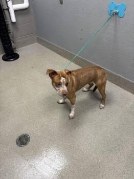 MOOMIES -  Pit Bull Terrier Dog for Adoption in Las Vegas, Nevada - MOOMIES | PetCurious