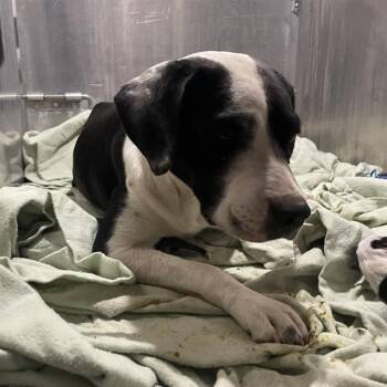 FRANKIE -  American Staffordshire Terrier Dog for Adoption in San Antonio, Texas - FRANKIE | PetCurious
