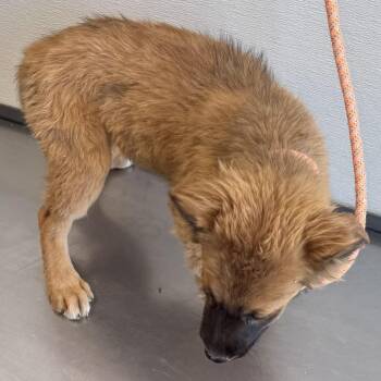 Mixed Breed Dogs Available for Adoption in Las Cruces, New Mexico - 106466 | PetCurious