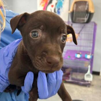 Tootsie Roll -  Mixed Breed Dog for Adoption in Duncan, Oklahoma - Tootsie Roll | PetCurious