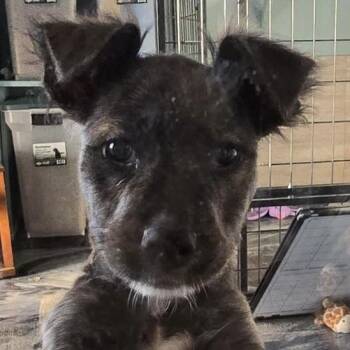 German Shepherd Dog Dogs Available for Adoption - Arizona | PetCurious