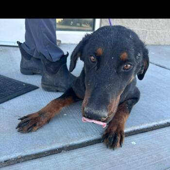 Doberman Pinscher Dogs Available for Adoption - Chico | PetCurious