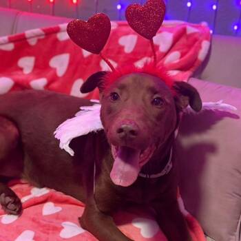 German Shepherd Dog Dogs Available for Adoption - Crissy | PetCurious